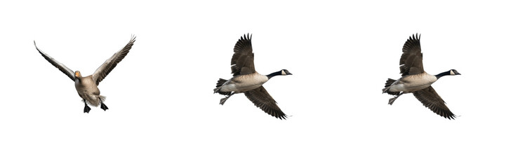 Set of Canada geese flying isolated on white background, large migratory waterbird in motion with spread wings, dynamic animal wildlife nature stock PNG cutout graphic elements for creative design pro © Trump