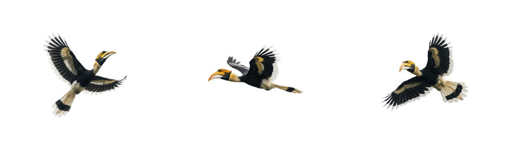Set of great hornbills flying isolated on white background, exotic large bird in motion with spread wings, dynamic animal wildlife nature stock PNG cutout graphic elements for creative design projects © Trump