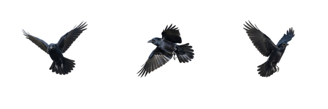 Set of American crows flying isolated on white background, black bird in motion with spread wings, dynamic animal wildlife nature stock PNG cutout graphic elements for creative design projects