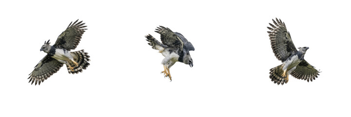 Fototapeta premium Set of ornate hawk-eagles flying isolated on white background, crested raptor bird in motion with spread wings, dynamic animal wildlife nature stock PNG cutout graphic elements for creative design pro