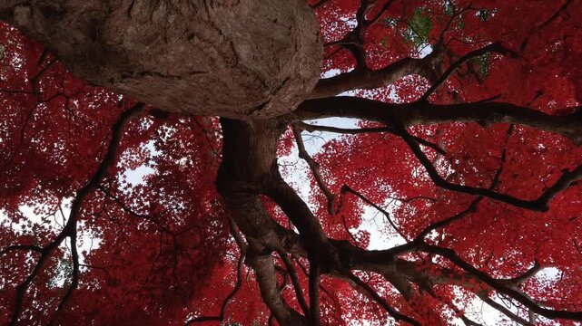 紅葉した大きなカエデの木の根本からドリー撮影した4K動画