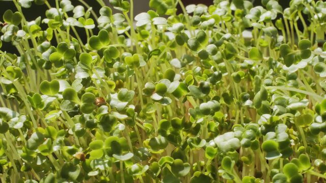 Microgreens of radish, peas and watercress in black containers, sprouted watercress close-up, healthy food on the windowsill