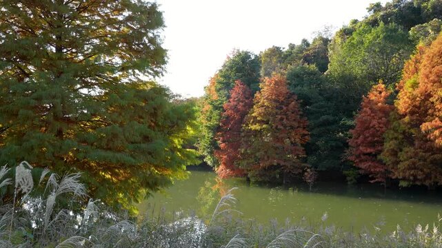 紅葉したラクウショウ(落羽松)が池に映るパンニング4Kスローモーション動画