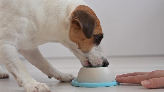 A Jack Russell Terrier dog licks a lick toy.