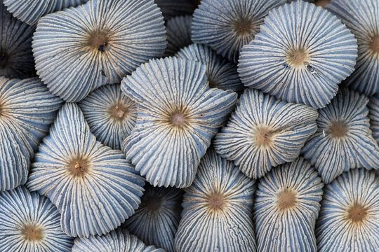 Closeup mushrooms