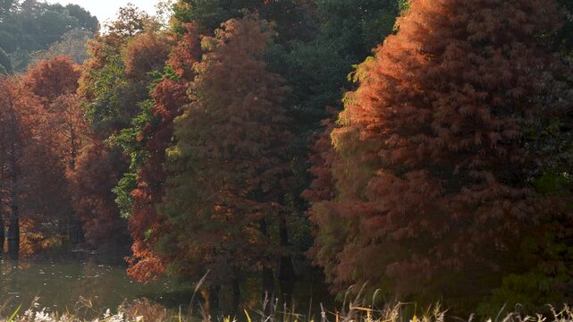 紅葉したラクウショウ(落羽松)が池に映るパンニング4Kスローモーション動画