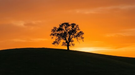Fototapeta premium Lone Oak Tree Silhouette Against Vibrant Sunset Sky