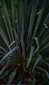 Yucca Plant