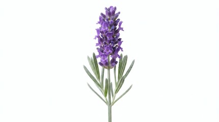 Obraz premium Single sprig of purple lavender flower with green leaves isolated on a pure white background for beauty and wellness concepts