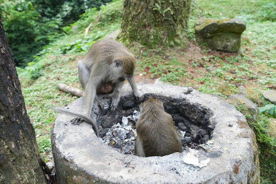 monkey in the zoo