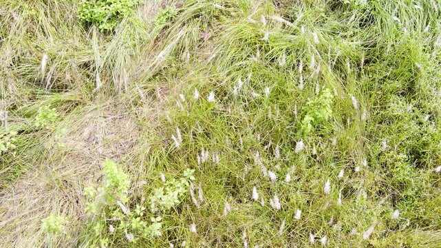 Cogon Grass In The Rural Fields. - aerial shot