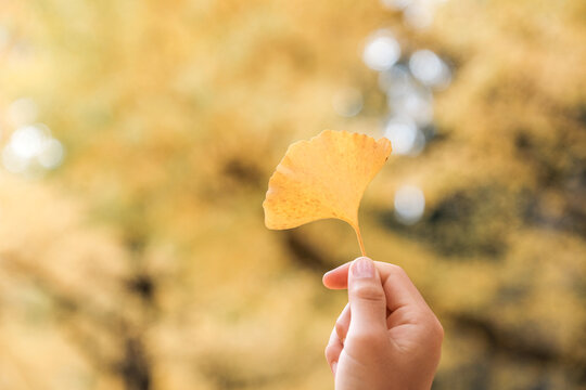 ginkgo leaf, autumn, hand, yellow, fall foliage, nature, season held against a golden blurred bokeh background in a park, representing seasonal change, botanical beauty and travel.