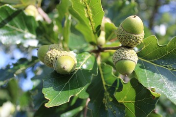 Three green swamp white oak acorns with leaves in Morton Grove, Illinois © John