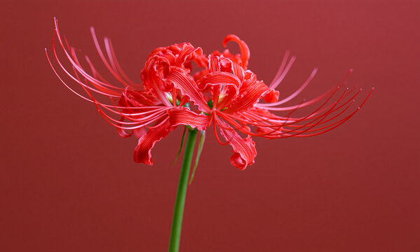  A single red spider lily (Lycoris radiata) with stem