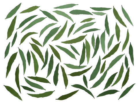 Una composizione piatta di foglie di eucalipto verde allungate disposte in modo casuale su uno sfondo bianco puro, ideale per design botanici, texture naturali e progetti grafici minimalisti ed