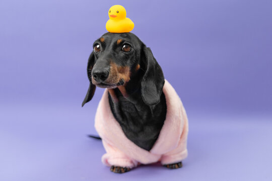A black and tan dachshund dog wrapped in a pink bathrobe sits with a yellow rubber duck balanced on its head against a purple background, a playful concept of pet bathtime.