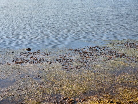 Submerged aquatic plants and green algae blooming in shallow water of a calm pond