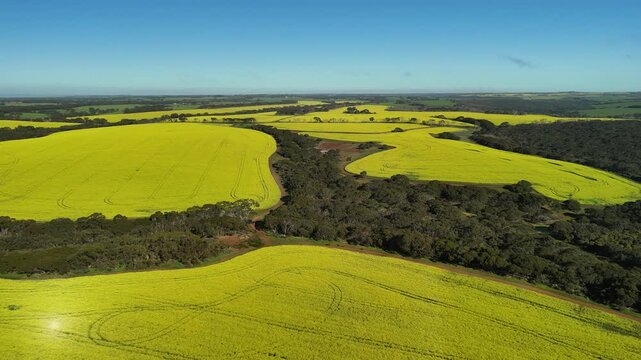 MacGillivray, Kangaroo Island, South Australia &ndash; 4K aerial drone view of spectacular yellow canola fields, rolling farmland, rural landscape and spring agricultural countryside