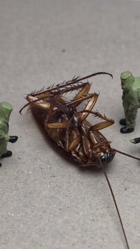 Mini toy of action figure at table with blurred background. Miniature videography concept design. Minifigure of scientist crew character wear hazmaf suit with dead body of cockroach. Footage video.