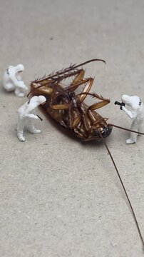Mini toy of action figure at table with blurred background. Miniature videography concept design. Minifigure of scientist crew character wear hazmaf suit with dead body of cockroach. Footage video.
