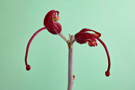 Grevillea Flower Red Variety