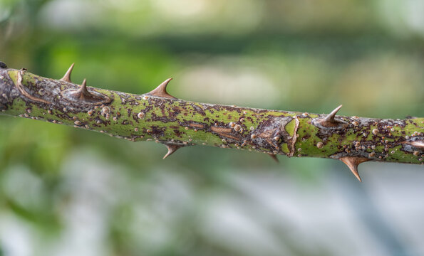 Close up of rose scale (Aulacaspis rosae) on a rose cane. Rose scale can cause cane decline or twig dieback. 