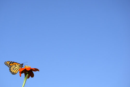 Blue sky background with monarch butterfly on flower in corner and copy space