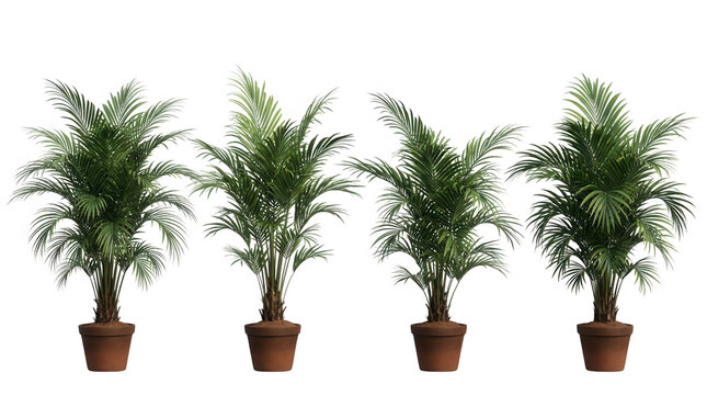 白い背景に配置された4つの鉢植えのヤシの木。鮮やかな緑色の羽状の葉が特徴的な観葉植物で、インテリアデザインや建築パースの装飾素材として最適な、リアルな質感の3Dレンダリング画像です。