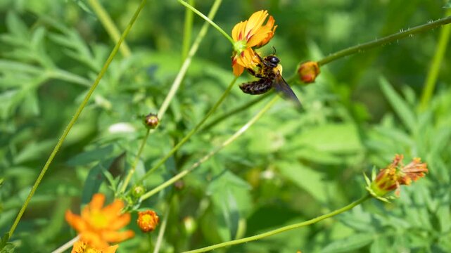 クマバチがコスモスの花で蜜を集めているスローモーション動画