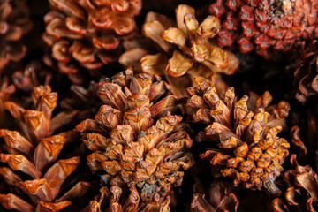Warm pine cones cluster closely together © Ramadhan