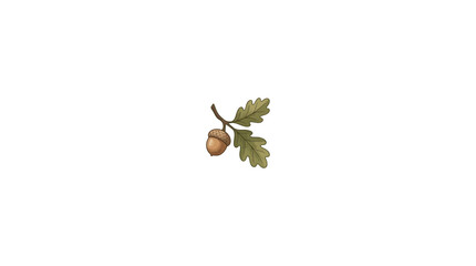 Oak acorn with leaves, isolated © Maliya