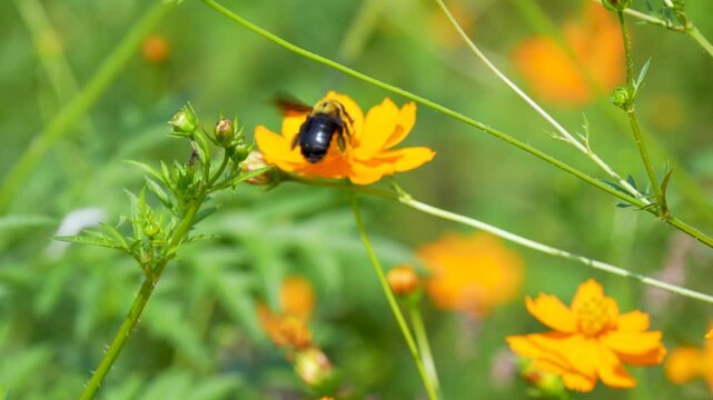 クマバチがコスモスの花で蜜を集めているスローモーション動画
