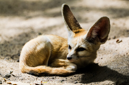 Close-up of a fennec fox curled up on sandy ground in high definition, with strong side backlighting outlining its shape