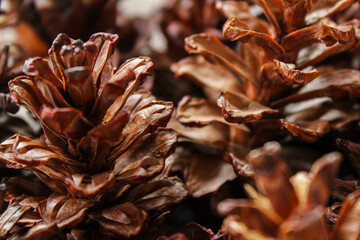 Close up of warm pine cones cluster closely together © Ramadhan
