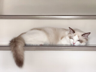 cat on the table © Zirphire