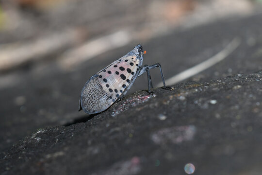 Spotted lanternfly (Lycorma delicatula) adult, portrait showing colorful spotted wings.