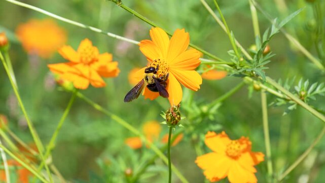 クマバチがコスモスの花で蜜を集めているスローモーション動画