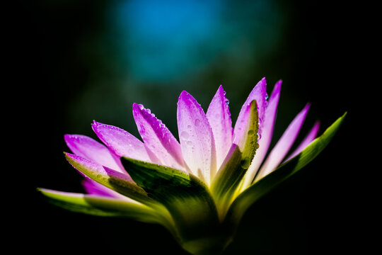 HD pink-purple water lily close-up on a dark background, dewdrops and green sepals, minimalist dark-toned flower photography