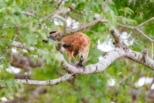 Black-collared Hawk Busarellus nigricollis tearing red flesh from its catch with the hooked beak while standing on a branch in soft morning light in the Brazilian Pantanal