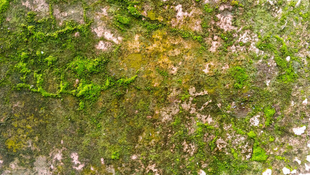 Green moss growing on old weathered stone concrete wall texture