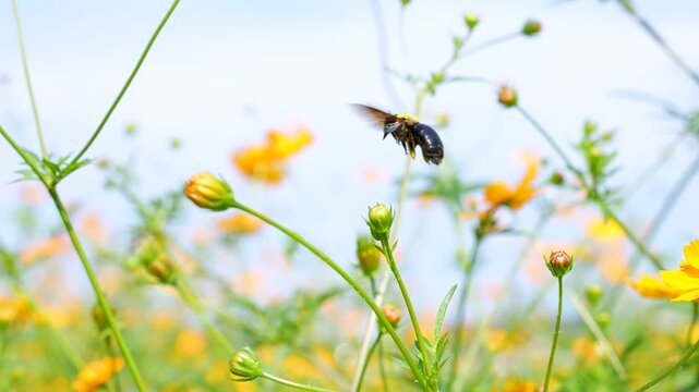 クマバチがコスモスの花で蜜を集めているスローモーション動画