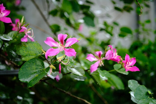 Purple bauhinia flower with pink petals and green leaves