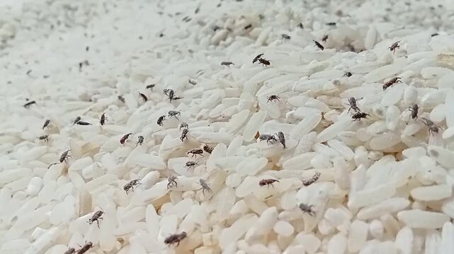 Rice weevil crawling on rice grains footage.