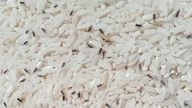 Rice weevil crawling on rice grains - pantry pest footage.