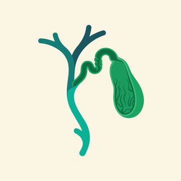 Gallbladder and bile duct anatomy illustration showing the human biliary system, bile storage organ, hepatic ducts and digestive anatomy for medical education and healthcare.