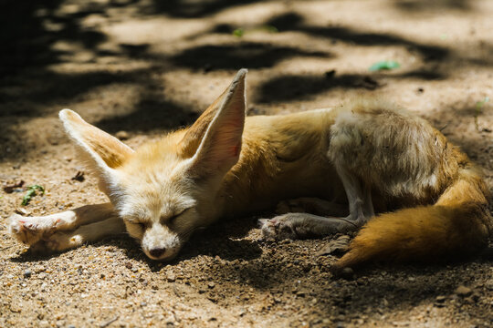 Close-up of a fennec fox on sandy ground with its eyes closed, stretching its front legs in a lazy pose, dappled sunlight through the trees