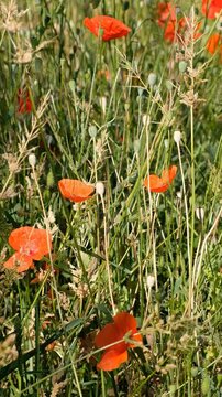 Vertical video panorama of poppy field. Red Papaver flowers floral background.