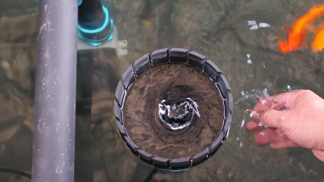 The koi pond skimmer is pumping water in a spinning motion with person hand playing with the koi fish. Water surface treatment and fish care concept