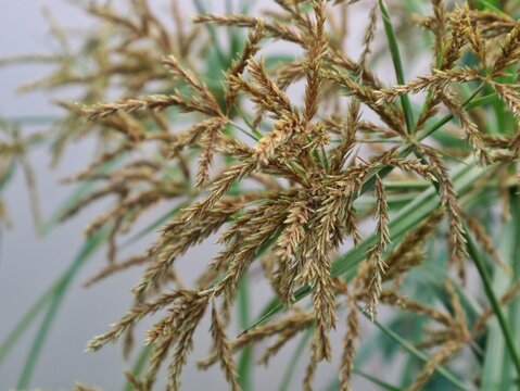 Close up of blooming Cyperus rotundus brown flower spikelets and green leaves. A common wild nut grass weed with medicinal properties, ideal for botanical, nature, and agriculture concepts