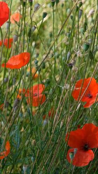 Vertical video of poppy field. Red Papaver flowers flutters in the wind.
